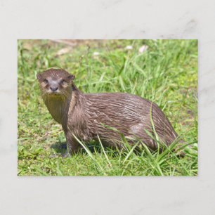 Oosterse Kleine-klauwen Otter in gras Feestdagenkaart