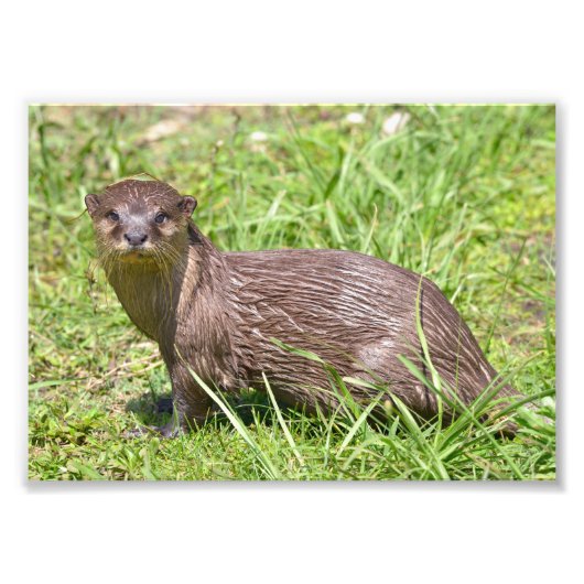 Oosterse Kleine-klauwen Otter in gras Foto Afdruk (Voorkant)