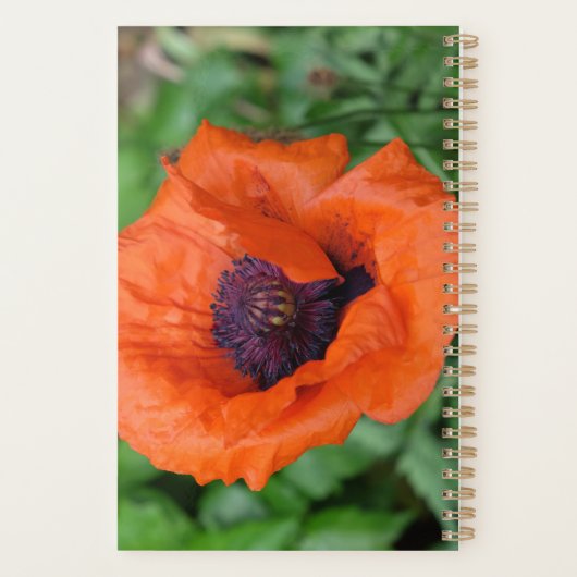 Oosterse papaver planner (Achterkant)