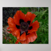 Oosterse papaver poster (Voorkant)
