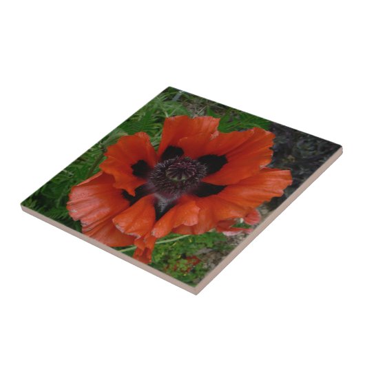 Oosterse papaver tegeltje (Zijkant)