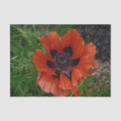Oosterse papaver tissuepapier (Voorkant)