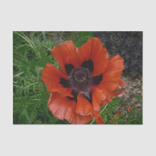 Oosterse papaver tissuepapier (Voorkant)