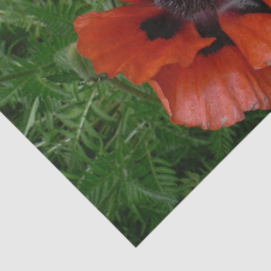 Oosterse papaver tissuepapier (Detail)