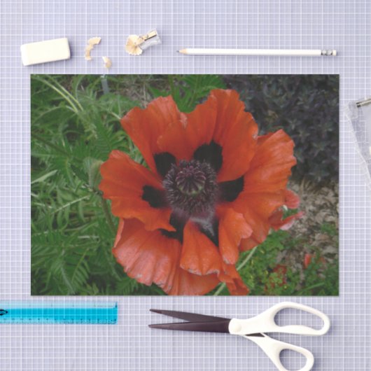 Oosterse papaver tissuepapier (Craft)