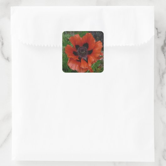 Oosterse papaver vierkante sticker (Tas)