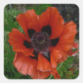Oosterse papaver vierkante sticker (Voorkant)