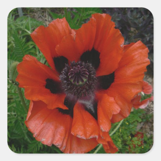 Oosterse papaver vierkante sticker (Voorkant)