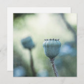 Oosterse papaverkernen in een schaduwrijke tuin (Voorkant / Achterkant)