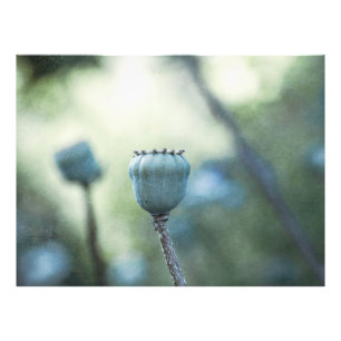 Oosterse papaverkernen in een schaduwrijke tuin foto afdruk