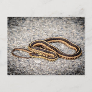 Oosterse ribbenslang (Garter Snake) Briefkaart