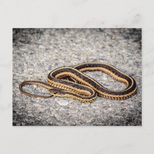 Oosterse ribbenslang (Garter Snake) Briefkaart (Voorkant)