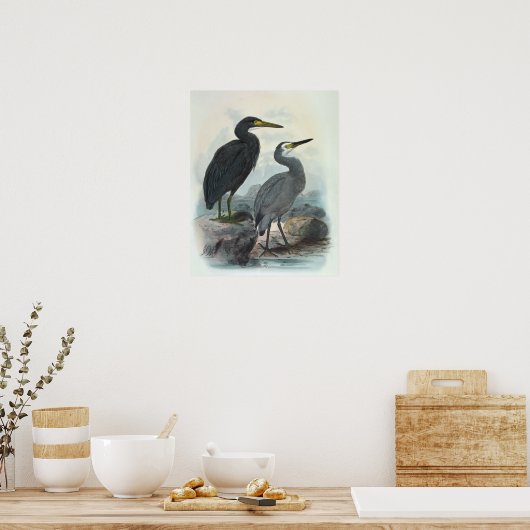 Oosterse rif Egret en witte haron Poster (Keuken)