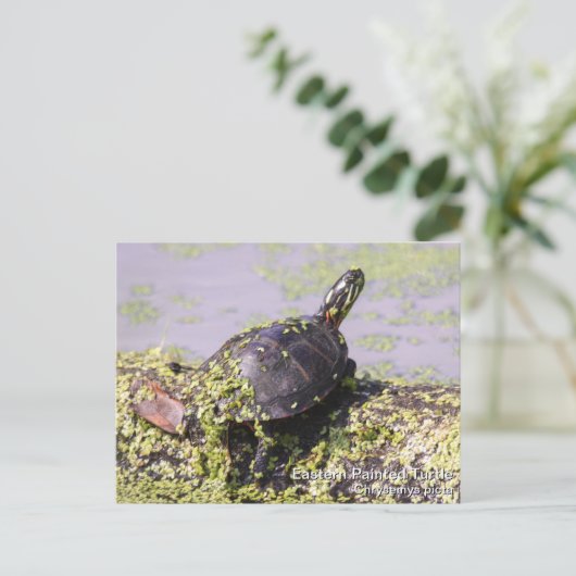 Oosterse schildpad briefkaart (Staand voorkant)