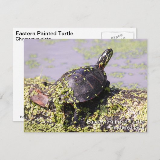 Oosterse schildpad briefkaart (Voorkant / Achterkant)