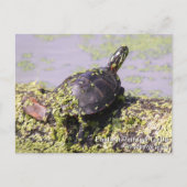 Oosterse schildpad briefkaart (Voorkant)
