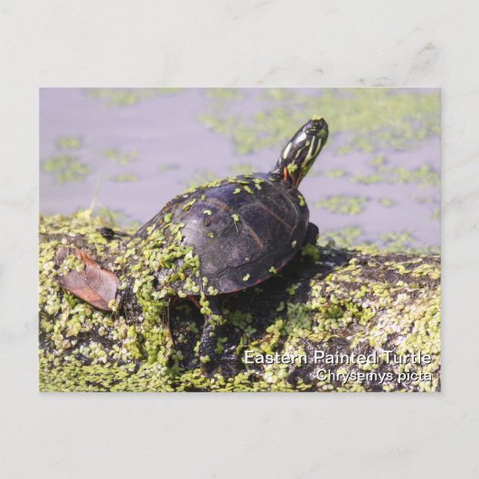 Oosterse schildpad briefkaart (Voorkant)