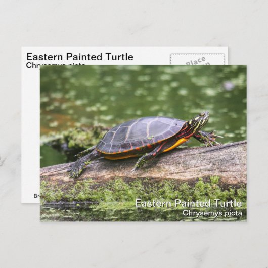 Oosterse schildpad briefkaart (Voorkant / Achterkant)