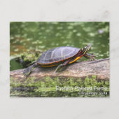 Oosterse schildpad briefkaart (Voorkant)