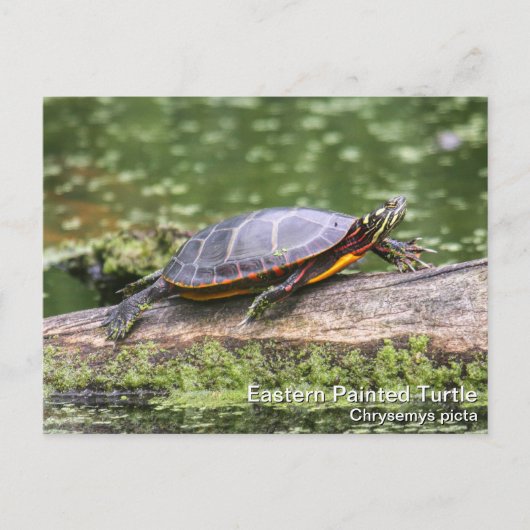 Oosterse schildpad briefkaart (Voorkant)