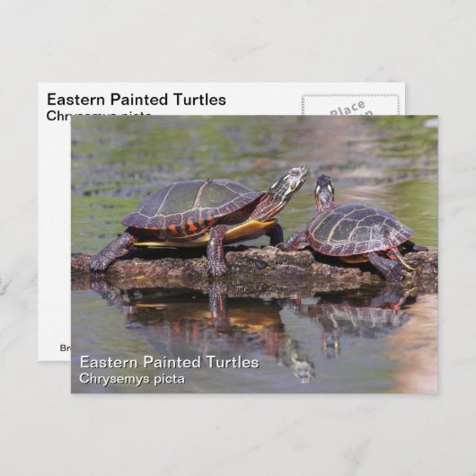 Oosterse schildpad briefkaart (Voorkant / Achterkant)