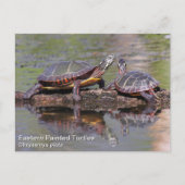 Oosterse schildpad briefkaart (Voorkant)