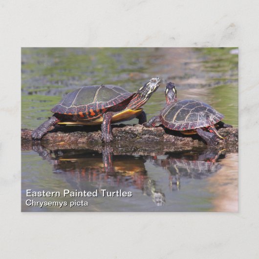Oosterse schildpad briefkaart (Voorkant)
