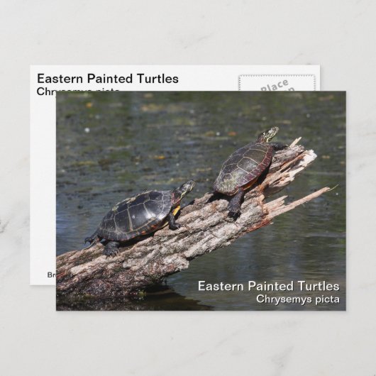 Oosterse schildpad briefkaart (Voorkant / Achterkant)