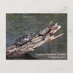 Oosterse schildpad briefkaart