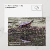 Oosterse schildpad briefkaart (Voorkant / Achterkant)