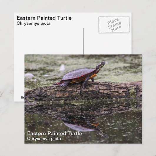 Oosterse schildpad briefkaart (Voorkant / Achterkant)