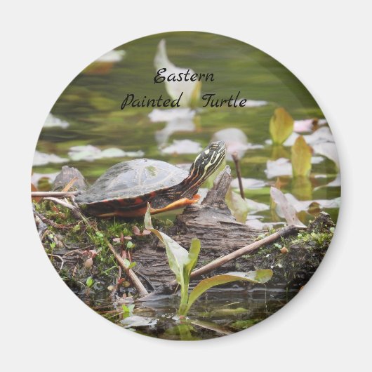 Oosterse schildpad magneet (Voorkant)