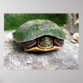 Oosterse schildpad poster (Voorkant)
