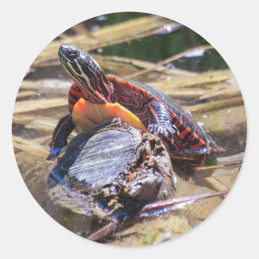 Oosterse schildpad ronde sticker (Voorkant)