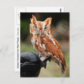 Oosterse schroefolien (Rode fase) Otus asio briefk Briefkaart (Voorkant / Achterkant)