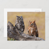 Oosterse schroevendraaide Ow Roosting in Tree Briefkaart (Voorkant / Achterkant)