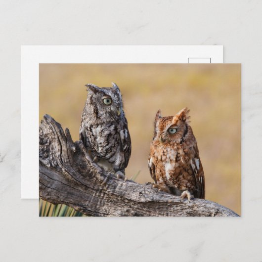 Oosterse schroevendraaide Ow Roosting in Tree Briefkaart (Voorkant / Achterkant)