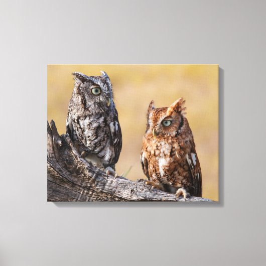 Oosterse schroevendraaide Ow Roosting in Tree Canvas Afdruk (Voorkant)