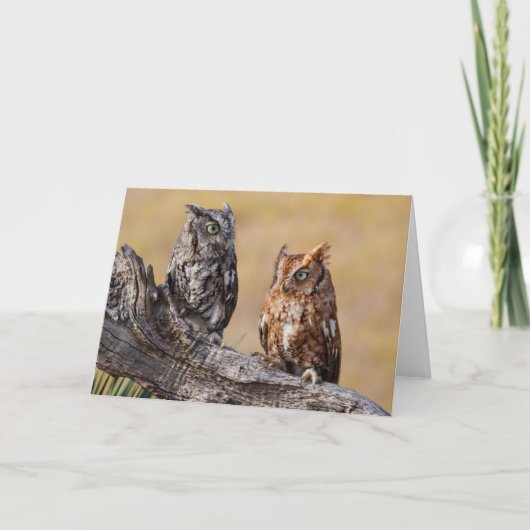 Oosterse schroevendraaide Ow Roosting in Tree Kaart (Voorkant)