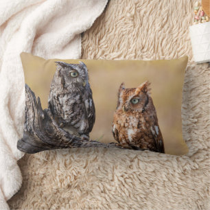 Oosterse schroevendraaide Ow Roosting in Tree Kussen