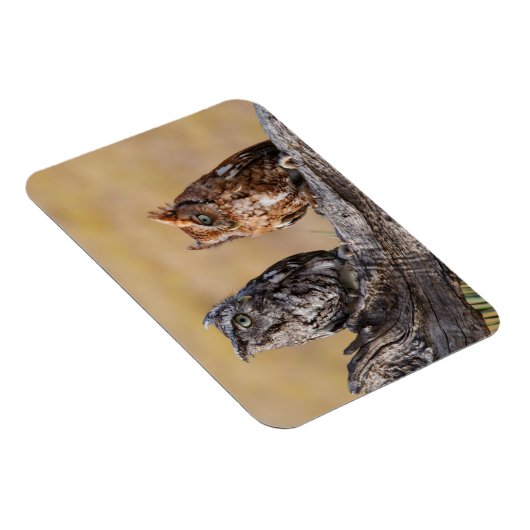 Oosterse schroevendraaide Ow Roosting in Tree Magneet (Rechterzijde)