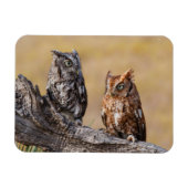 Oosterse schroevendraaide Ow Roosting in Tree Magneet (Horizontaal)