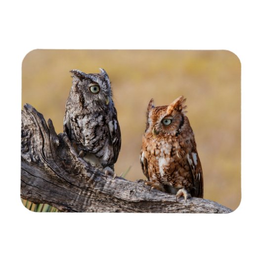 Oosterse schroevendraaide Ow Roosting in Tree Magneet (Horizontaal)