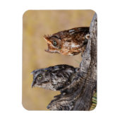 Oosterse schroevendraaide Ow Roosting in Tree Magneet (Verticaal)