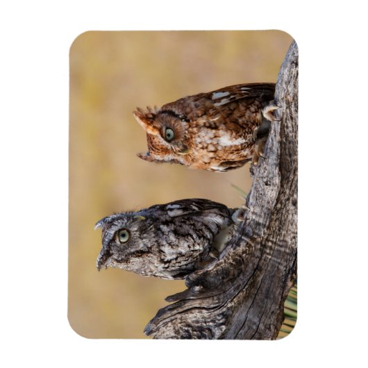 Oosterse schroevendraaide Ow Roosting in Tree Magneet (Verticaal)