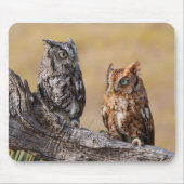 Oosterse schroevendraaide Ow Roosting in Tree Muismat (Voorkant)