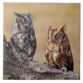 Oosterse schroevendraaide Ow Roosting in Tree Tegeltje (Voorkant)