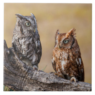 Oosterse schroevendraaide Ow Roosting in Tree Tegeltje