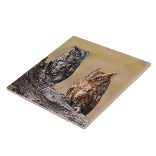 Oosterse schroevendraaide Ow Roosting in Tree Tegeltje (Zijkant)