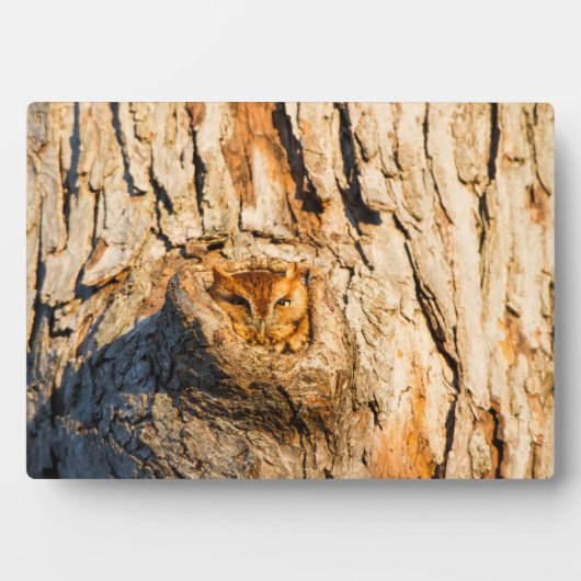 Oosterse schroevendraaier fotoplaat (voorkant)